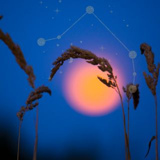 Silhouetted grasses against a deep blue sky, with a glowing pink-orange moon in the background and a delicate Aries constellation illustrated above.